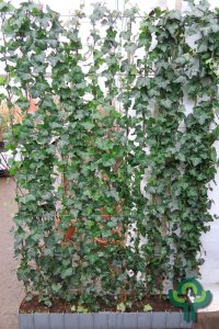 Hedera hibernica - Haag 120-180 C