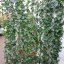 Hedera hibernica - Haag 120-180 C