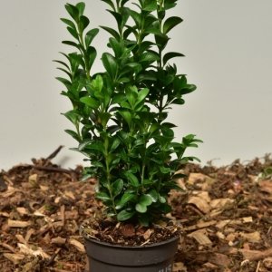Buxus sempervirens - 12-15 P9