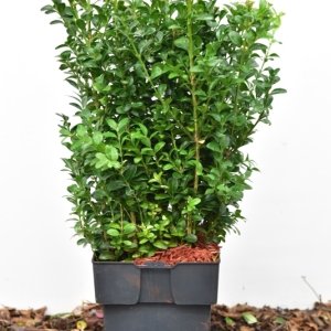 Buxus sempervirens - 25-30 C2