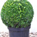 Buxus sempervirens - Ball 35/- RB.->C10