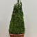 Buxus sempervirens - Pyr. 60-70 RB.->C10