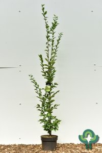 Carpinus betulus ‘Fastigiata’ - 125-150 C7.5
