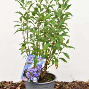 Caryopteris clandonensis Grand Bleu® - 30-40 C2
