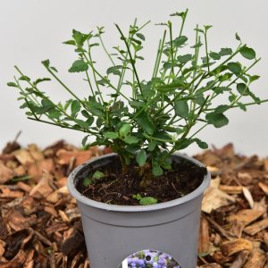 Ceanothus thyrsiflorus repens - P13