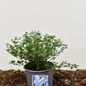 Ceanothus thyrsiflorus repens - 25-30 C2