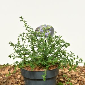 Ceanothus thyrsiflorus repens - 25-30 C3