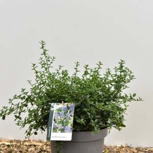 Ceanothus thyrsiflorus repens - 40/- C7.5