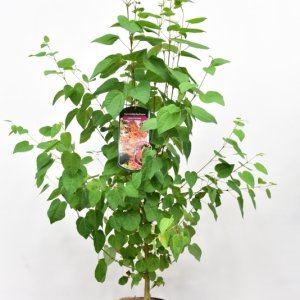 Cercidiphyllum japonicum - 60-80 C3