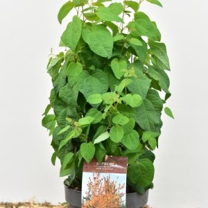 Cercidiphyllum japonicum - 60-80 C4