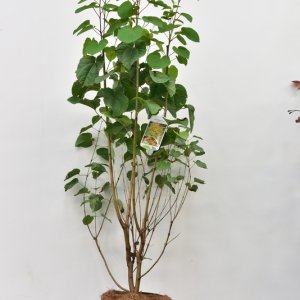 Cercidiphyllum japonicum - 80-100 C5