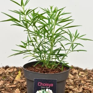 Choisya ternata in soorten - 20-25 C2