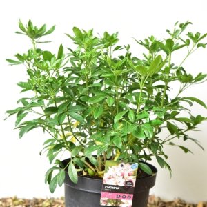 Choisya ternata in soorten - 30-40 C7.5