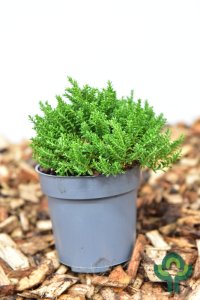 Hebe in soorten - 10-15 P10