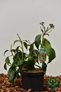 Hedera colchica ‘Fall Favourite’ - 30-40 C5