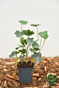 Hedera hibernica - 10-15 P9