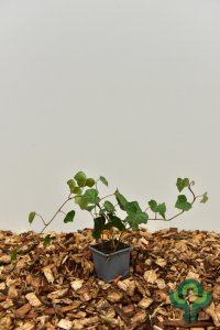 Hedera hibernica - 30-40 P9