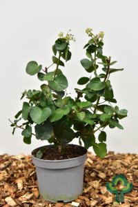 Hedera hibernica ‘Arbori Compact’ - 25-30 C3