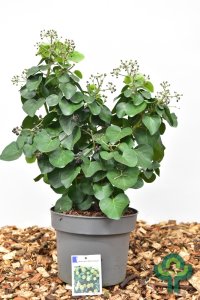 Hedera hibernica ‘Arbori Compact’ - 25-30 C5