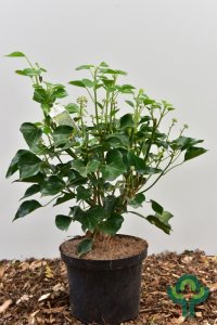 Hedera hibernica ‘Irish Arborescent’ - 30-40 C5