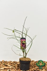 Heesters in soorten - 40-60 C3