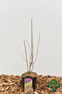 Heesters in soorten - 50-60 C3