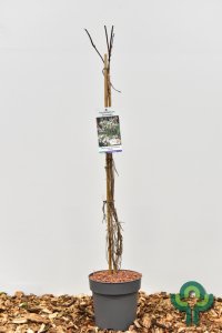 Heptacodium miconioides - 80-100 C5