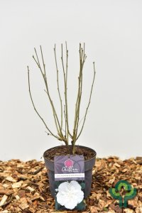 Hibiscus chiffon in soorten - 40-50 C3