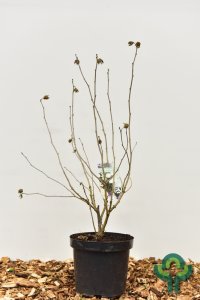 Hibiscus chiffon in soorten - 50-60 C7.5