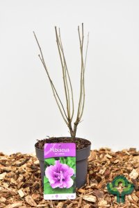 Hibiscus syriacus in soorten - 40-50 C3