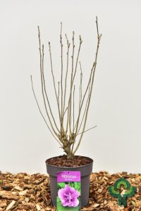 Hibiscus syriacus in soorten - 50-60 C4.5