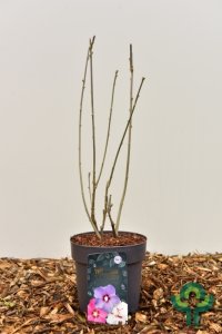 Hibiscus syriacus ‘Tri-color’ - 40-50 C4.5