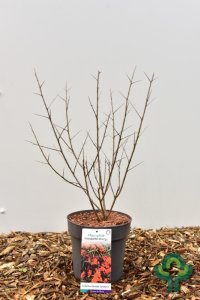 Hippophae rhamnoides ‘Friesdorfer Orange’ - 40-50 C5