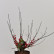 Ilex crenata ‘Golden Gem’ - Ball 35/- RB.-> C10