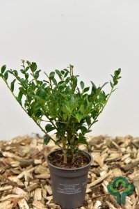 Ilex crenata Luxus® Hedge - 20-25 T9