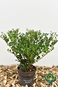 Ilex crenata Luxus® Hedge - 25-30 T13