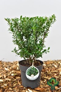 Ilex crenata Luxus® Hedge - 40-45 C2