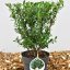Ilex crenata Luxus® Hedge - 40-45 C2