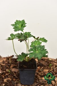 Geranium in cultivars - P9 Stauden