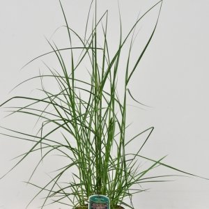 Miscanthus sinensis in Sorten - C3
