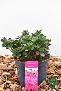 Azalea japonica in Sorten - 20-30 C3