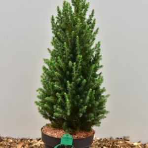 Picea glauca Perfecta - 60-70 C5