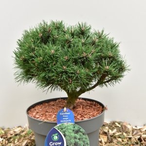 Pinus mugo in Sorten - 30-35 C5