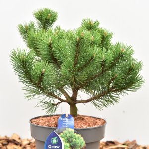 Pinus mugo in Sorten - 30-35 C5