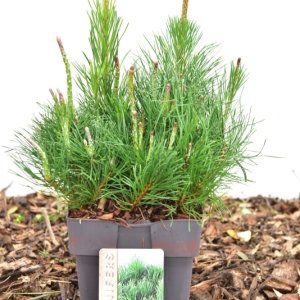 Pinus mugo mugo - 20-25 C2