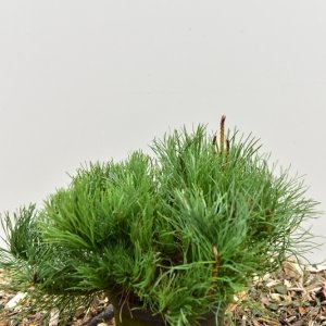 Pinus mugo mugo - 20-30 C2
