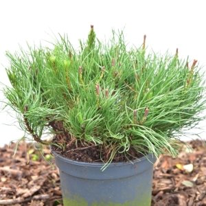 Pinus mugo mugo - 30-35 C3