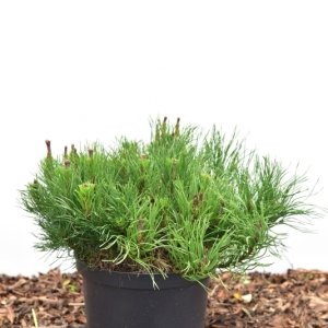 Pinus mugo mugo - 40-45 C5