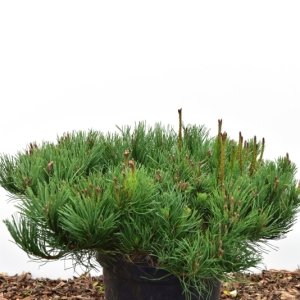 Pinus mugo mugo - 50/- C10