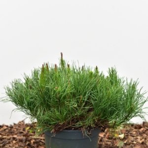 Pinus mugo pumilio - 25-30 C3